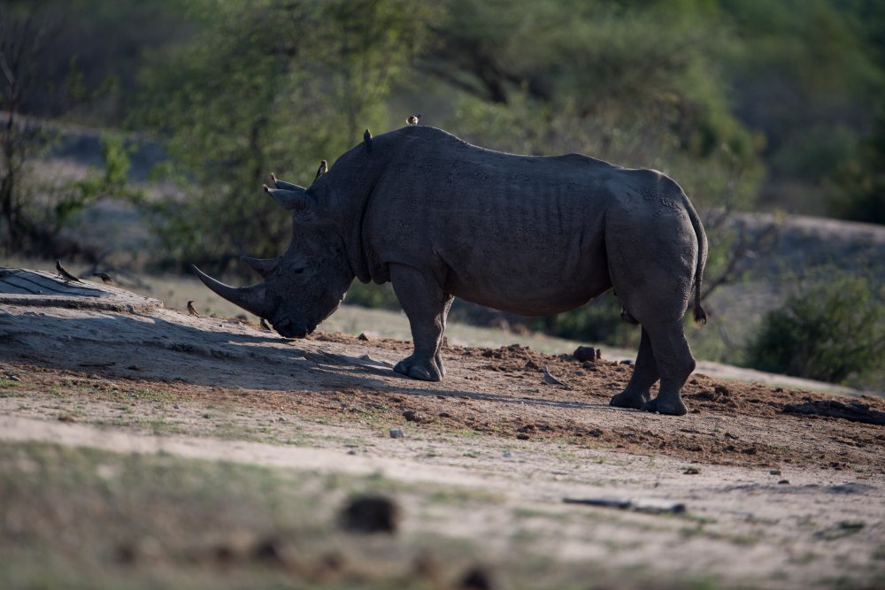 Black Rhino