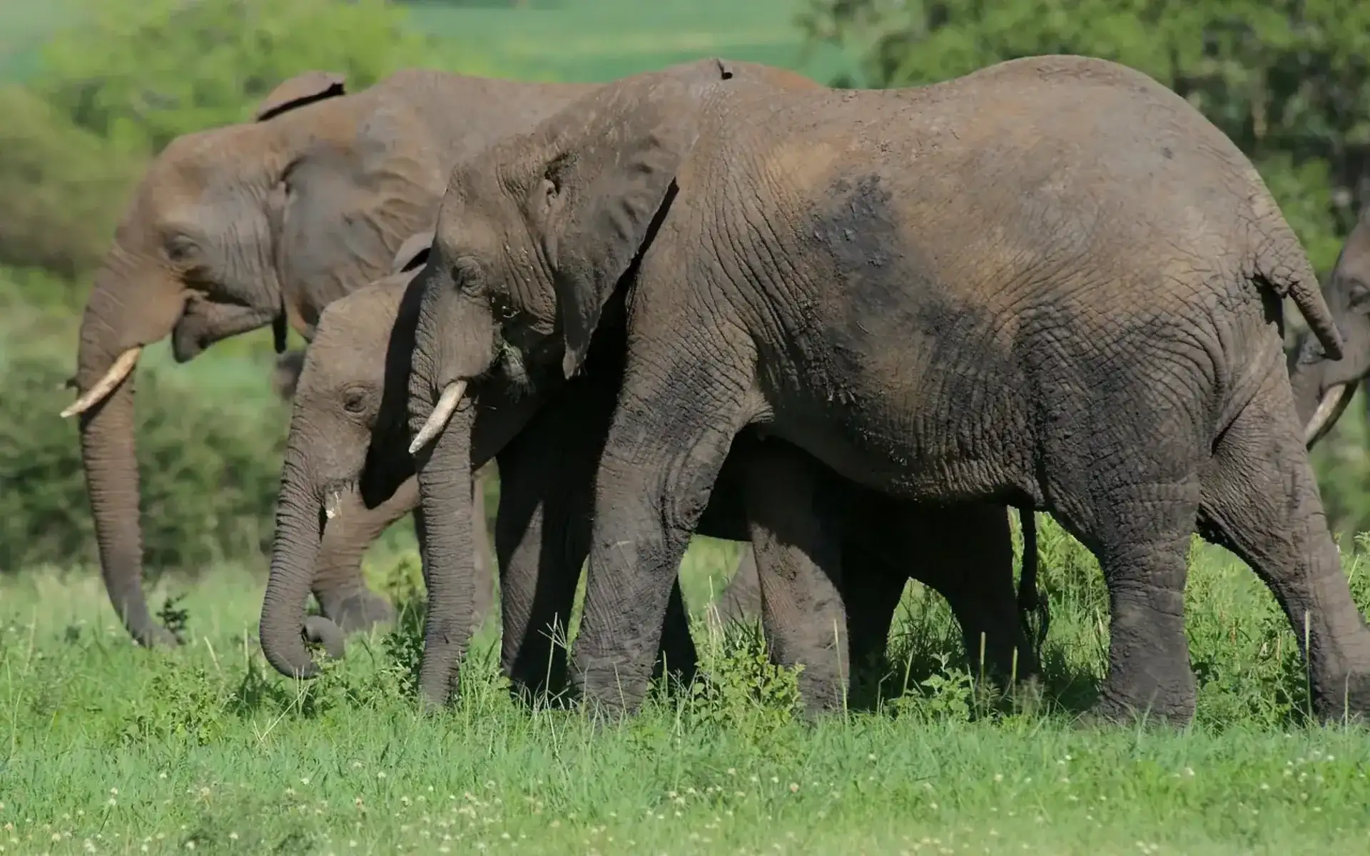 Tarangire National Park