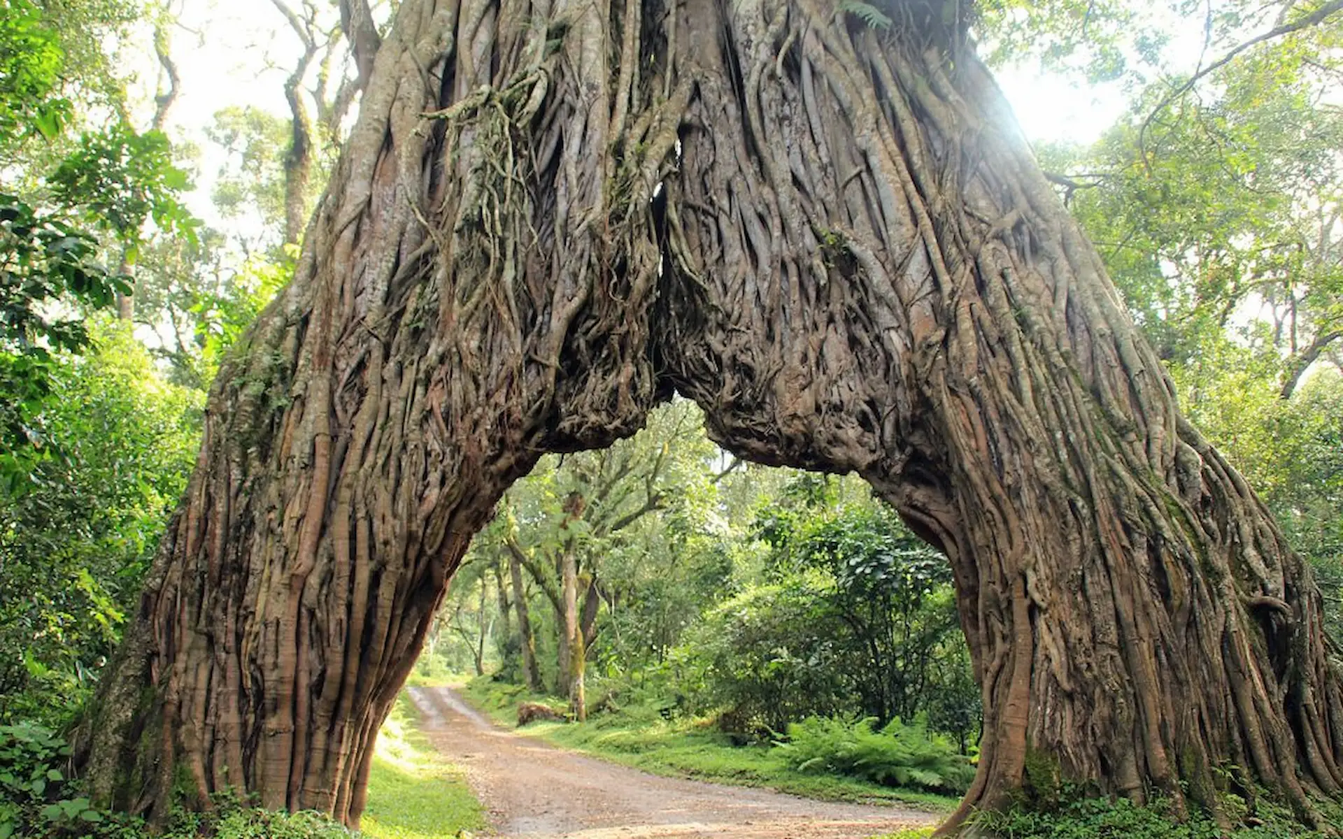 Arusha National Park 