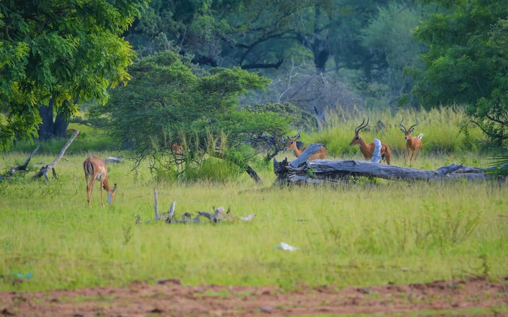 Arusha National Park  — photo 1