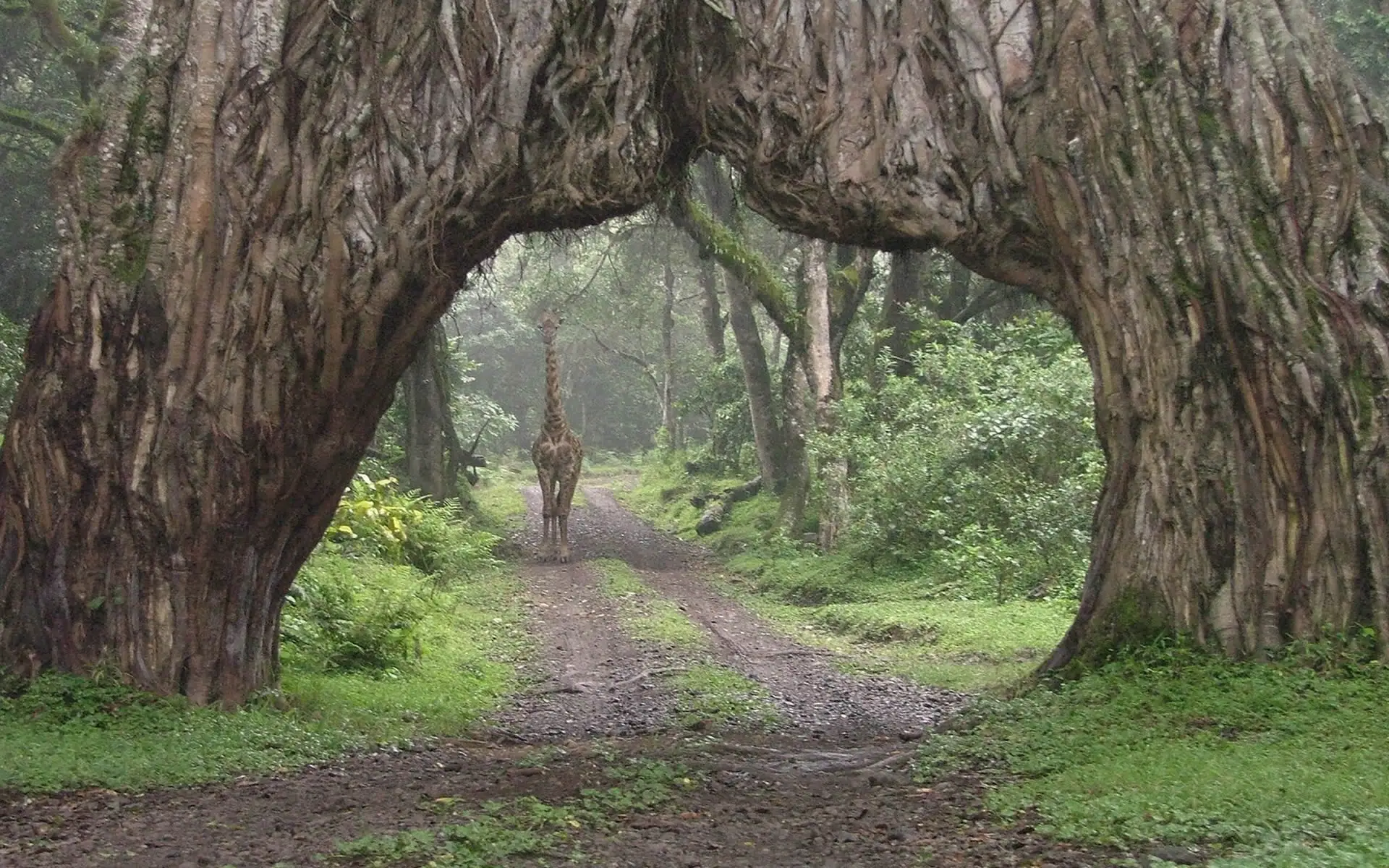 Arusha National Park  — photo 5