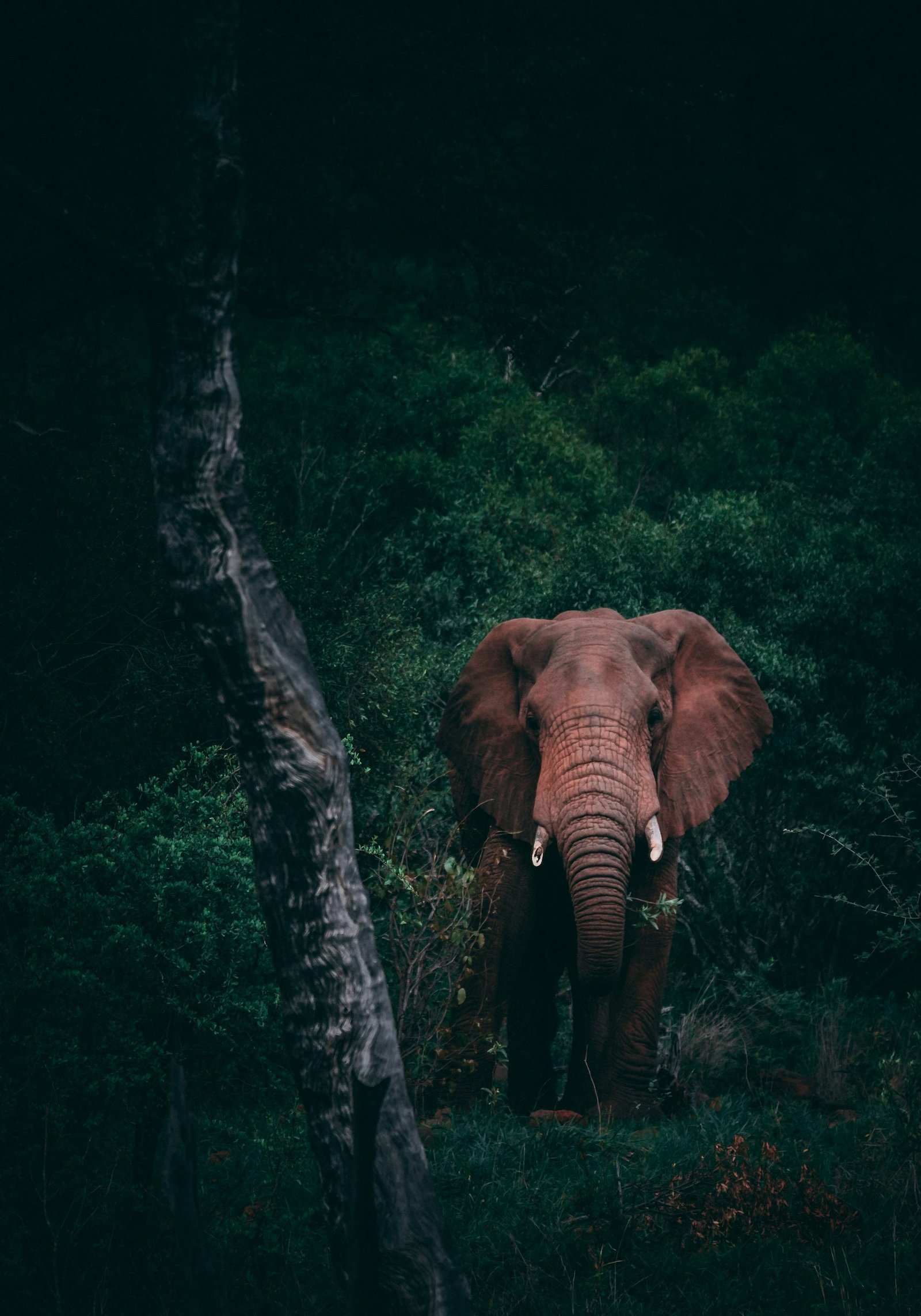 Tanzania Safari Tours