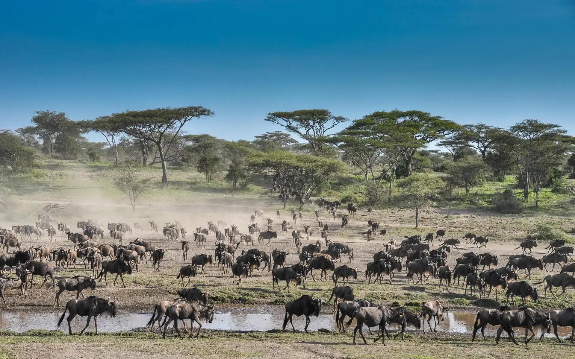 5 days Tanzania Tour in the wildlife experience nature