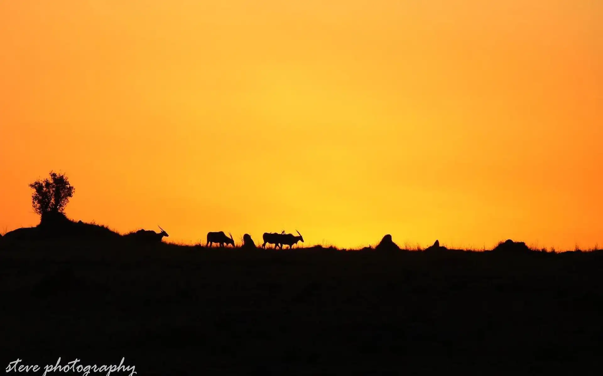 3-Days in the African Wilderness, Tanzania Safari 