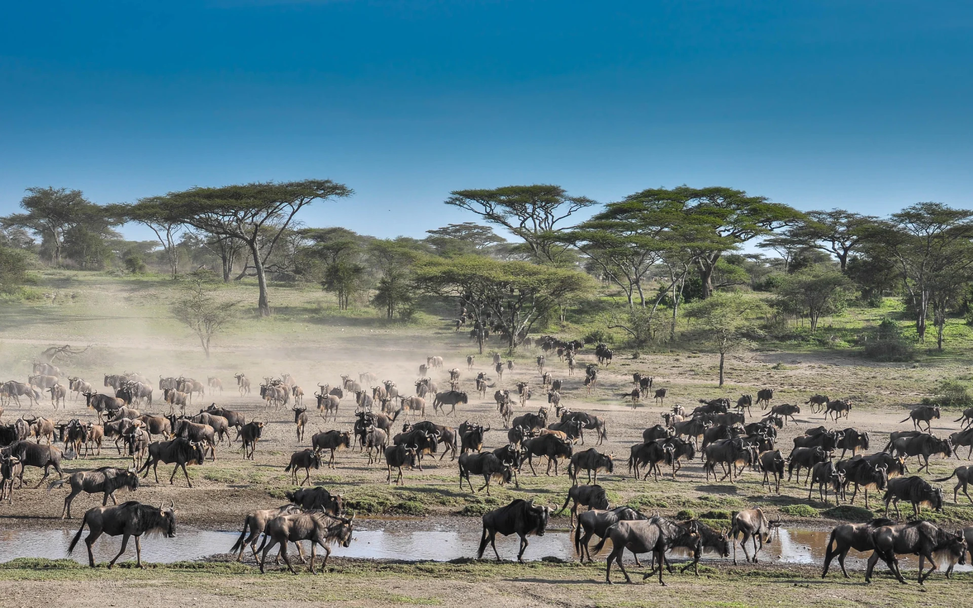 5 Days Adventure discover Tanzania's wildlife