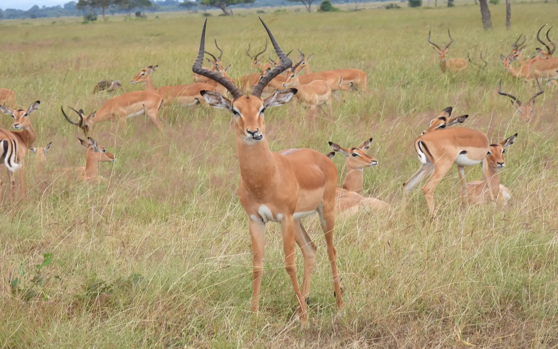 3-Day Safari Adventure, Explore the Wild Heart of Africa