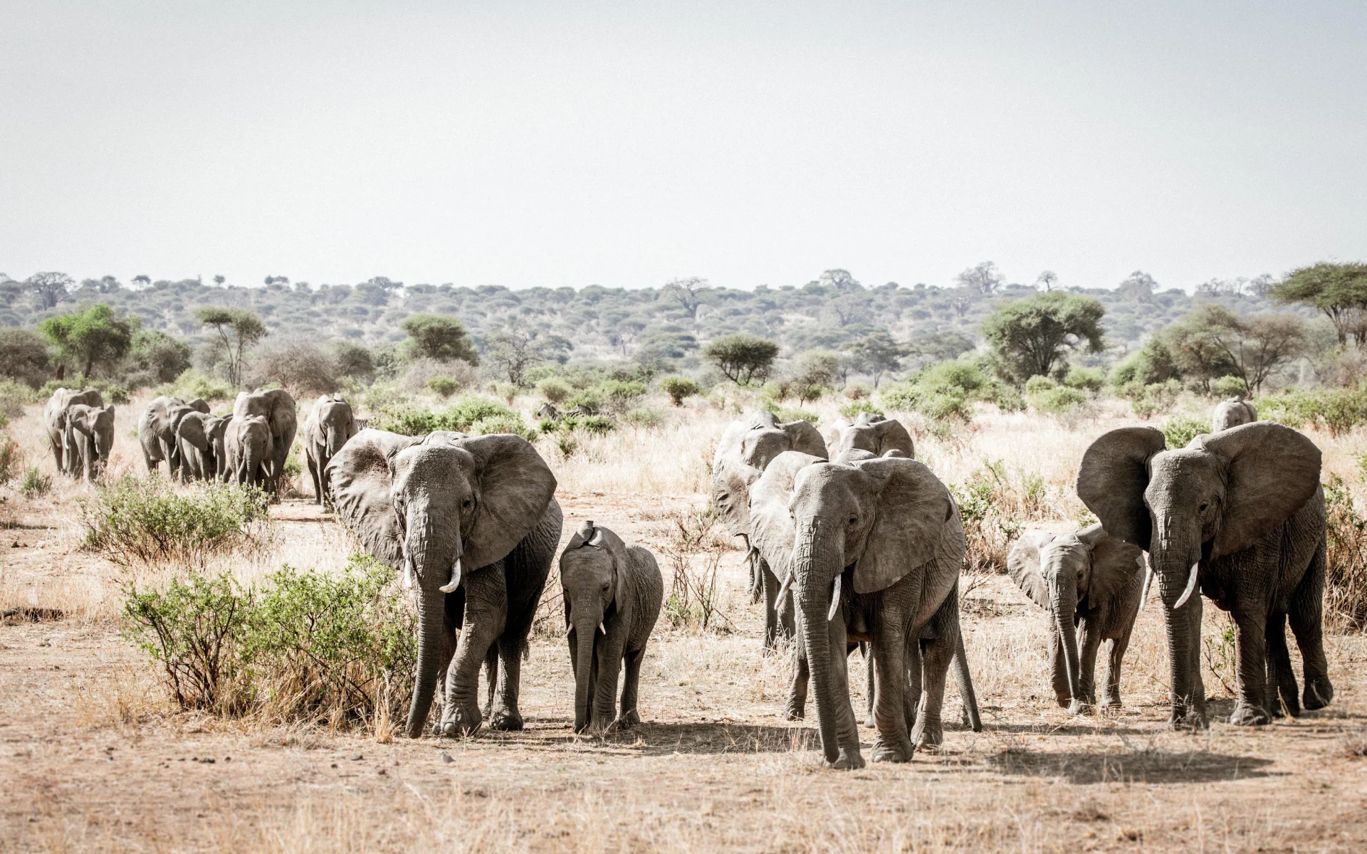 Day Safari, Tarangire and Lake Manyara National Park
